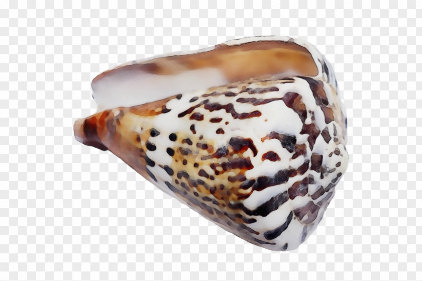 Conchology Seashell Conch PNG