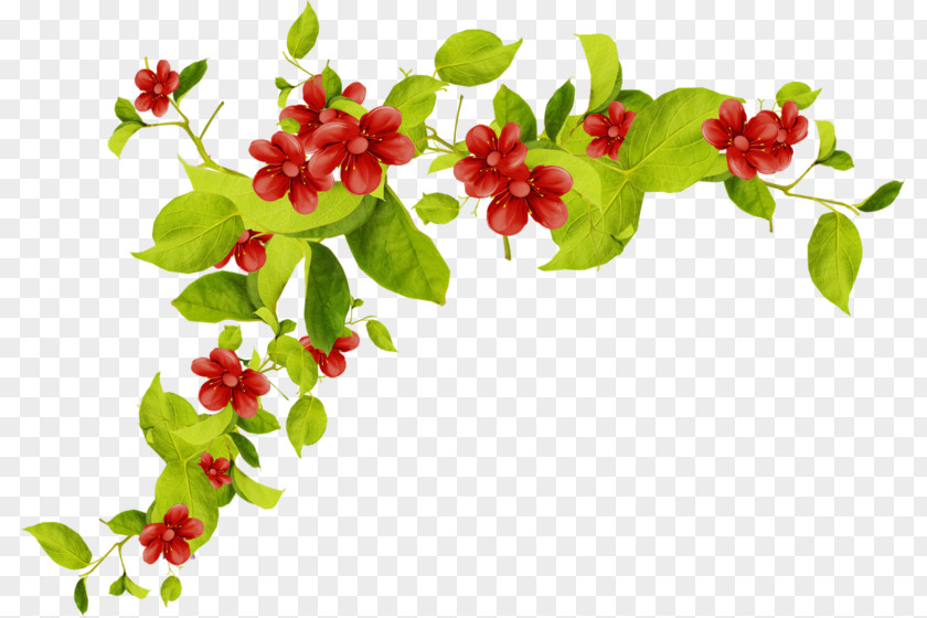 Geranium Artificial Flower Drawing Of Family PNG