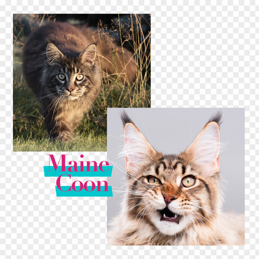 Maine Coon Cat Food Kitten Dog Horse PNG