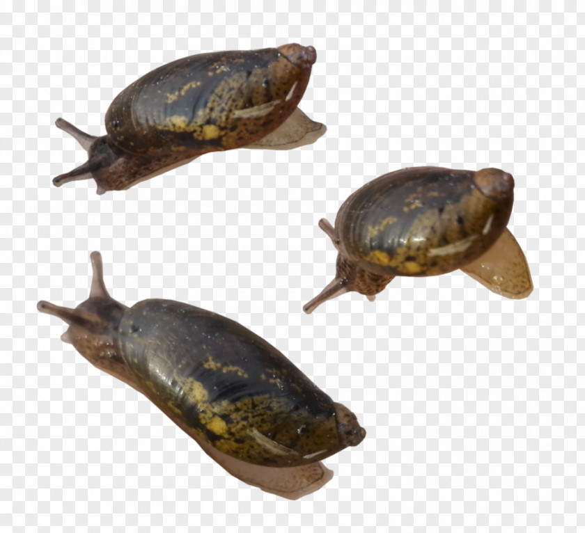 Snail Turtle Reptile Animal Gastropods PNG