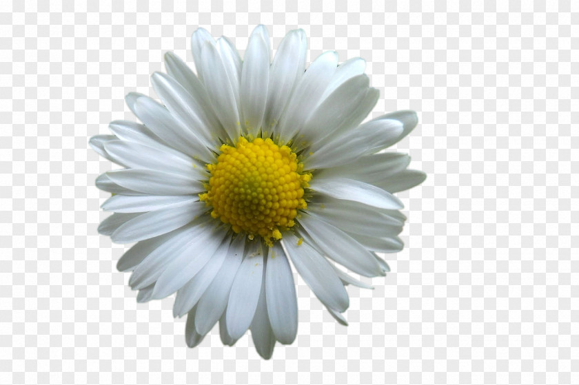 BLOSSOM Flower Common Daisy Petal White PNG