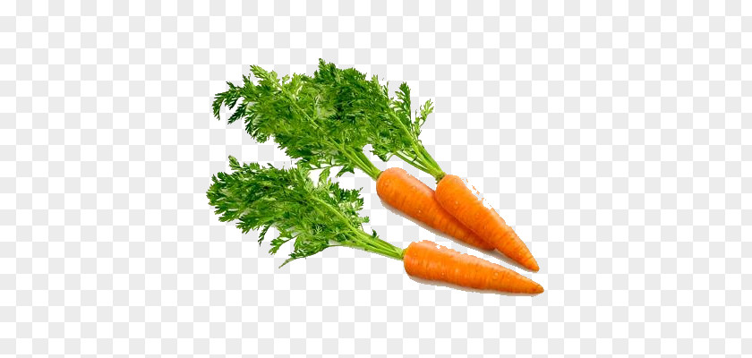 Carrot PNG clipart PNG