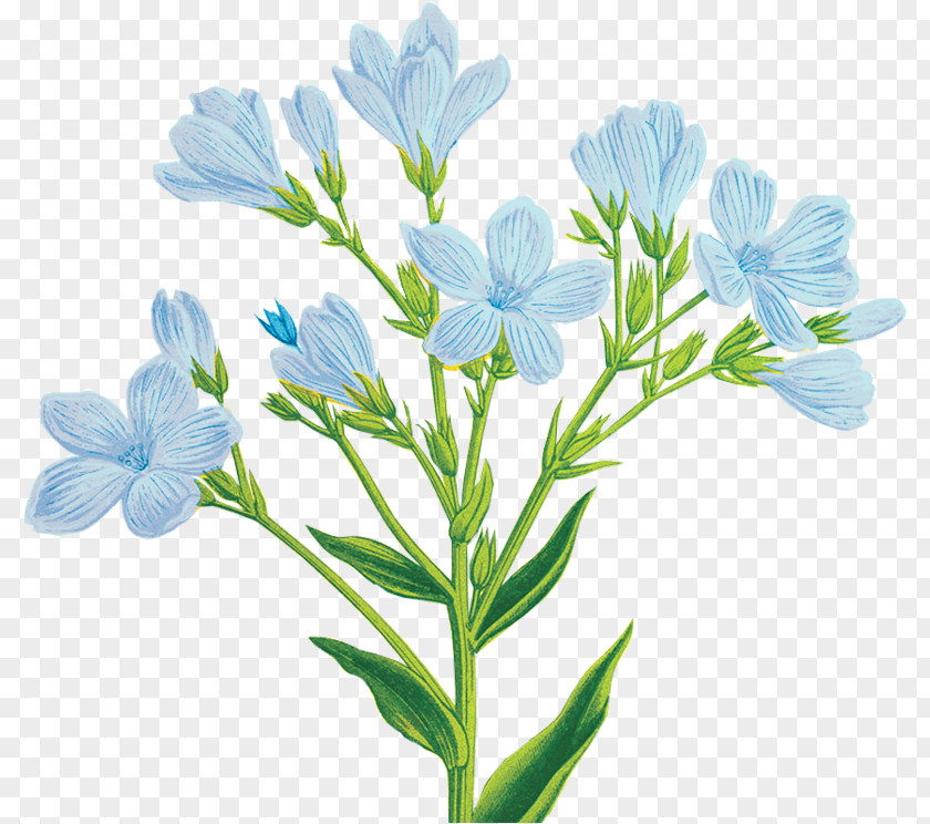 Flower Blue Cut Flowers Clip Art PNG