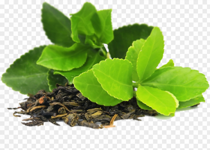 Green Tea Herbal Bag PNG