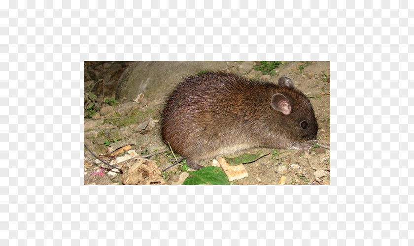 Mouse Ryukyu Long-tailed Giant Rat Gerbil Rodent PNG