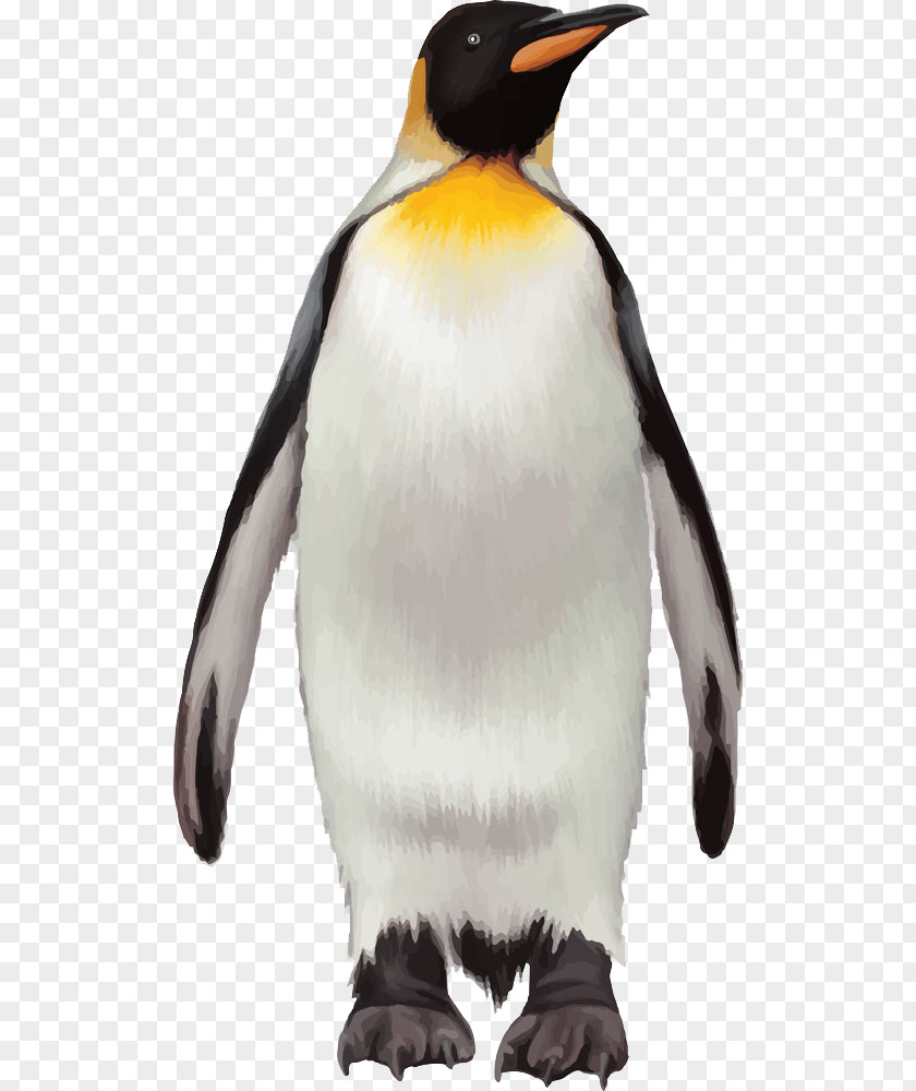 Penguin King Bird PNG