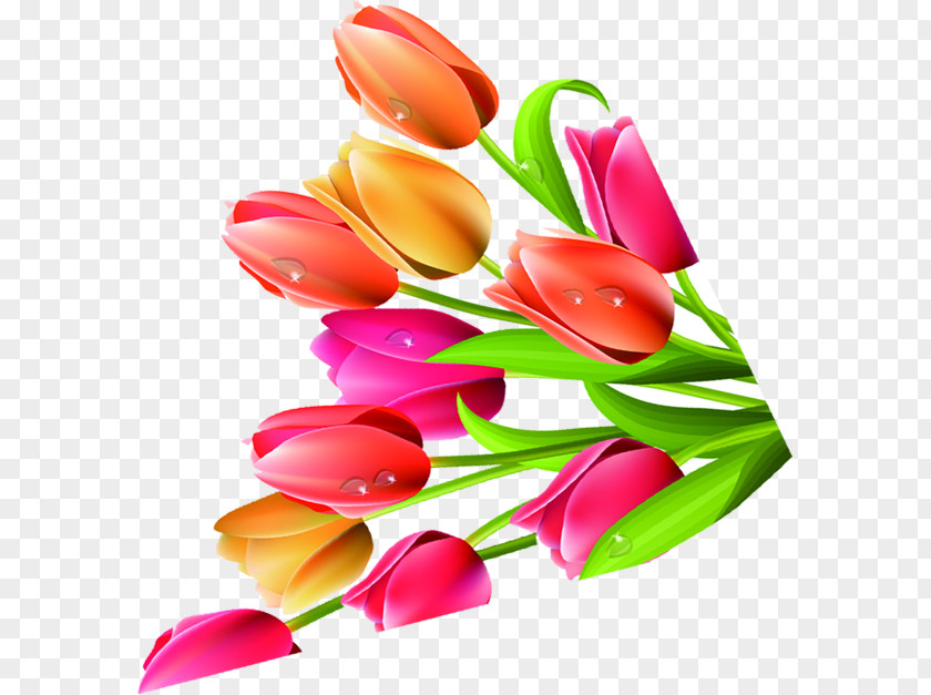 Plant Tulip Flower Petal PNG