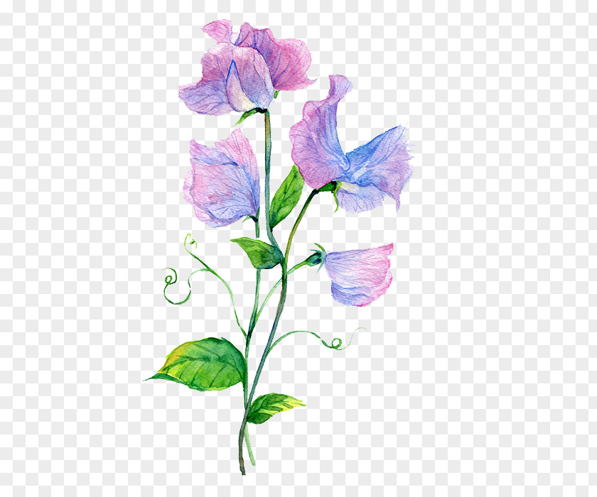 Watercolor Flowers Watercolour Painting Baidu Tieba PNG