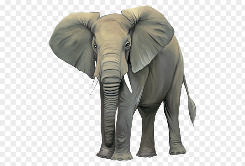 Elephant African Bush Asian Clip Art PNG