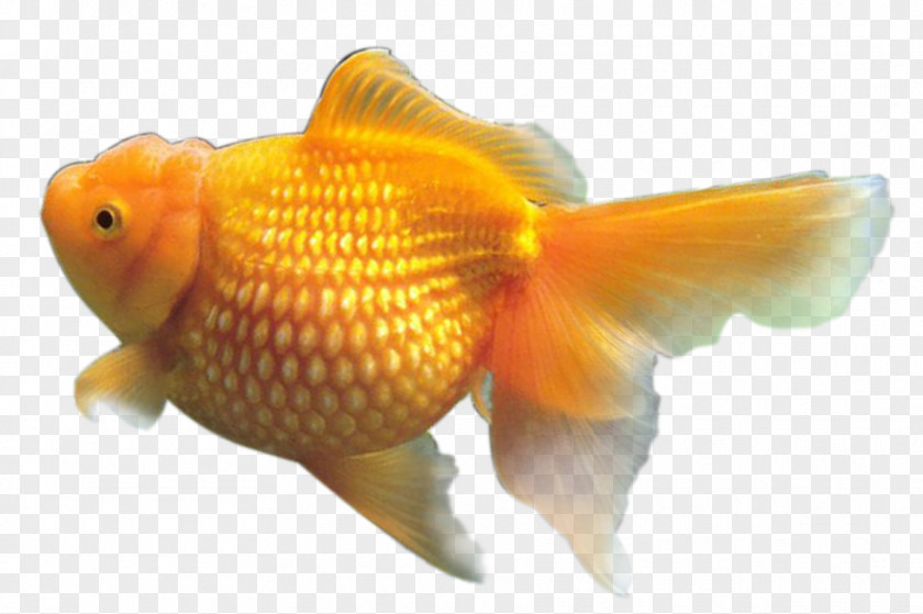 Fish Goldfish Image Resolution PNG
