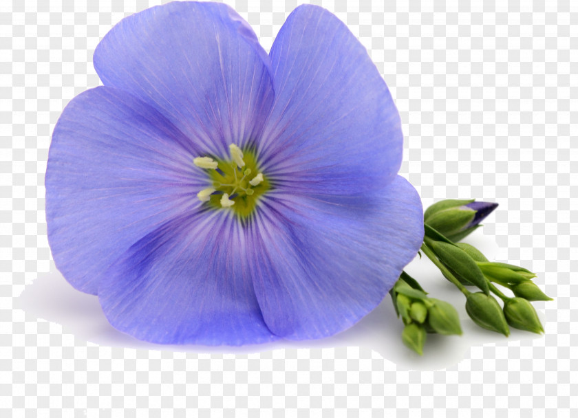 Flower Blue Petal Violet Purple PNG