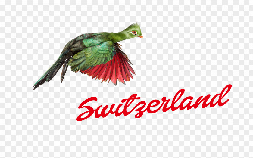 Name Logo Switzerland Font PNG