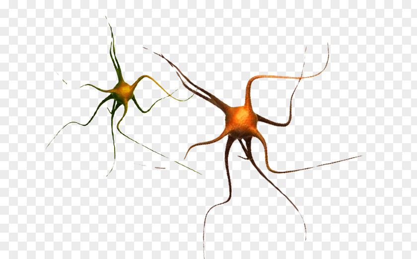 Neurofeedback Badge Widow Spiders Insect STX G.1800E.J.M.V.U.NR YN Clip Art Pest PNG