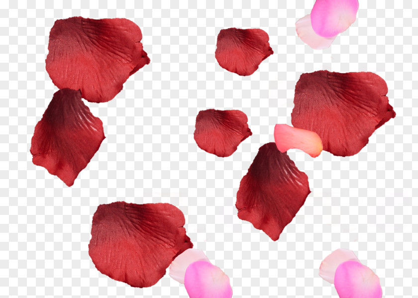 Petal Flower Image Garden Roses PNG