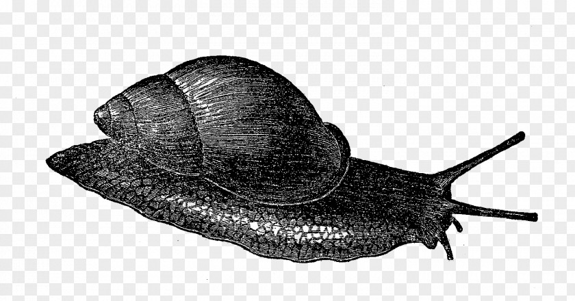 Snail Sea Slug Gastropods Terrestrial Animal PNG