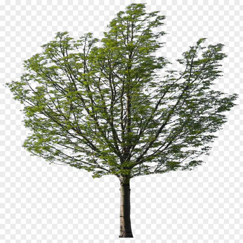 Baum Larch Eucalyptus Nicholii Willow Evergreen PNG