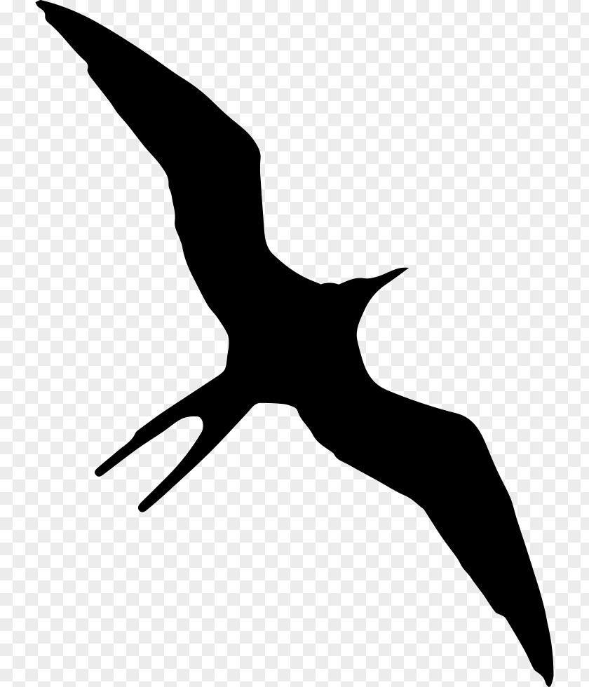 Bird Christmas Frigatebird Gulls Silhouette Ascension PNG