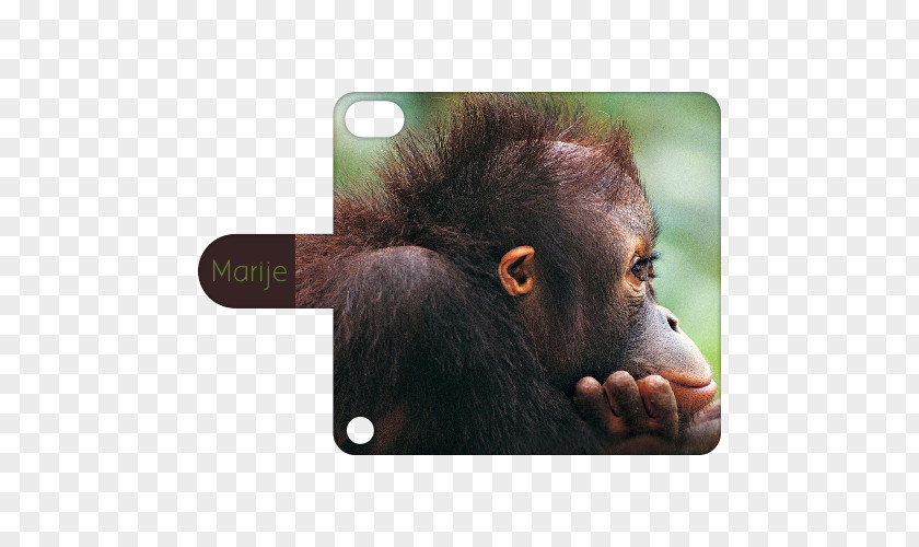 Ipod Touch 2 Desktop Wallpaper Image Monkey Photograph Display Resolution PNG