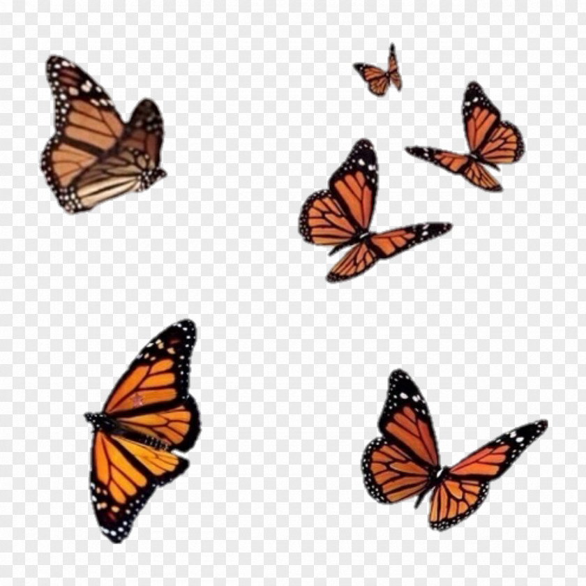 Wildlife Vanessa Atalanta Monarch Butterfly Drawing PNG