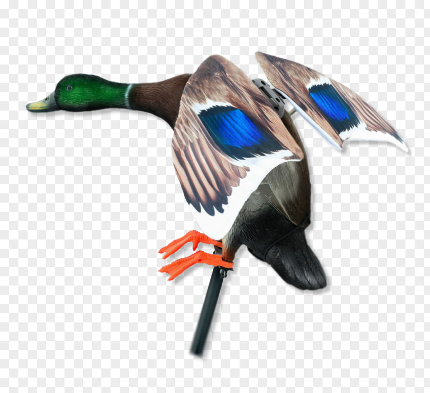 Duck Mallard Goose Cygnini Bird PNG