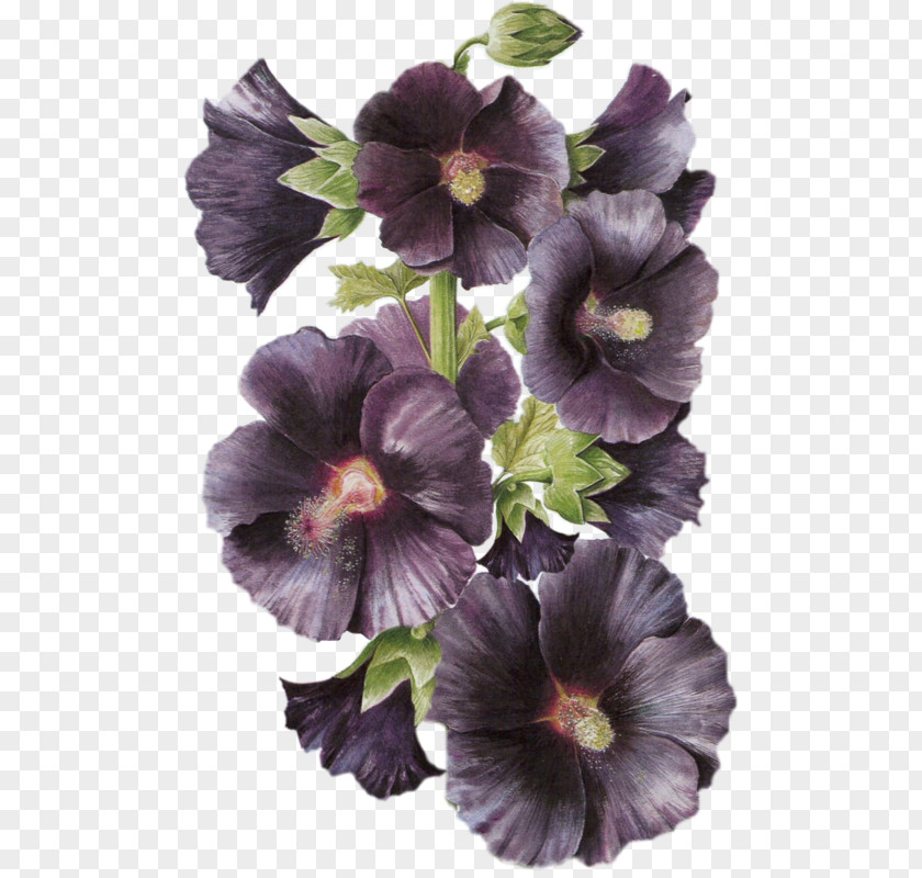 Flower Pansy Petal PNG