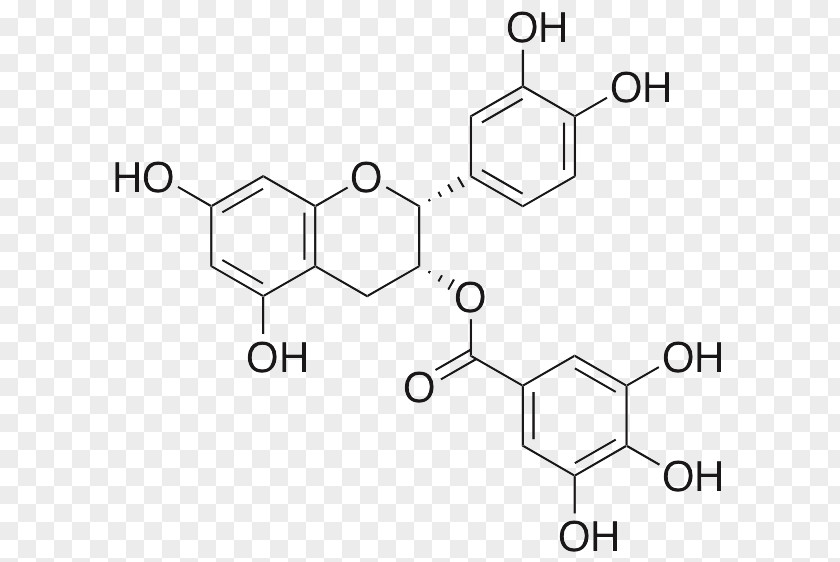 Green Tea Epigallocatechin Gallate Gallocatechol PNG