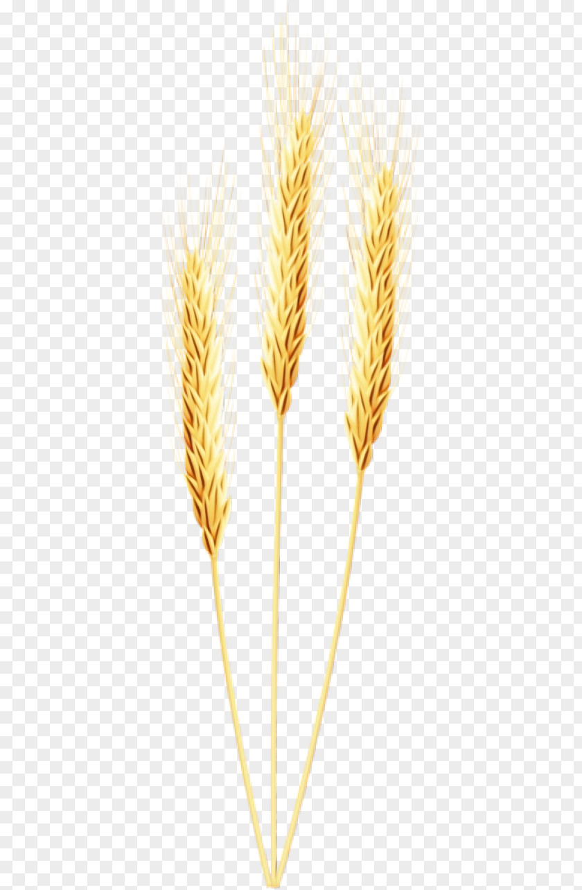 Hordeum Poales Wheat PNG