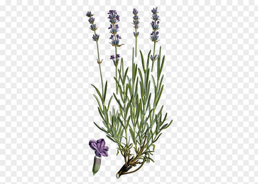 Plant English Lavender French Common Sage Officinalis PNG