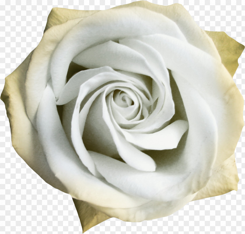 White Roses Garden Centifolia Beach Rose Flower PNG