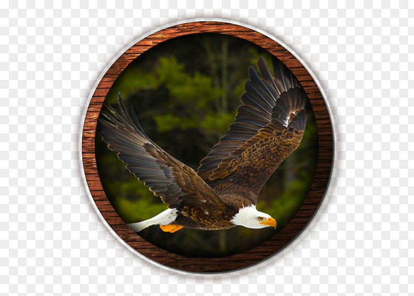 American Eagle Bald United States Bible Isaiah 40 PNG