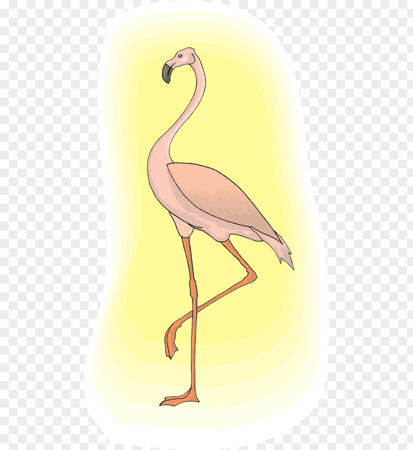 Bird Greater Flamingo Clip Art Flamingos PNG