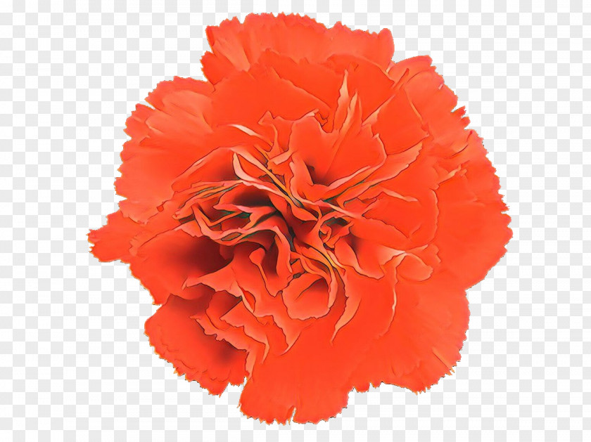 Carnation Clip Art Red Flower PNG