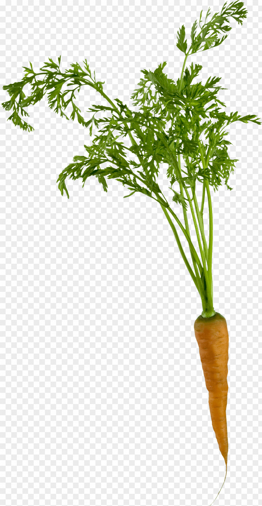 Carrots Carrot Clip Art PNG