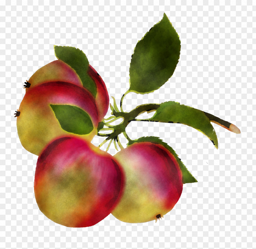 Plant Fruit Star Apple Tree PNG
