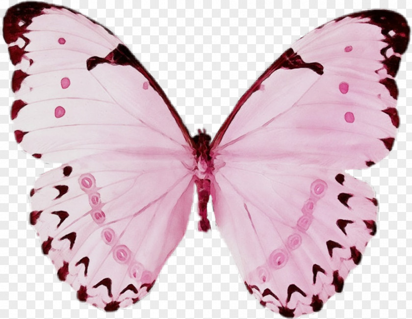 Symmetry Arthropod Watercolor Butterfly Background PNG