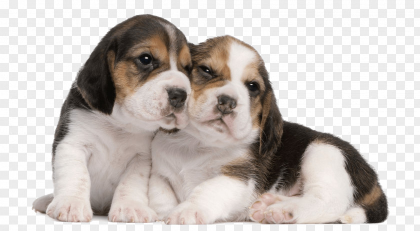 Beagle Pocket Puppy Dog Breed Companion PNG