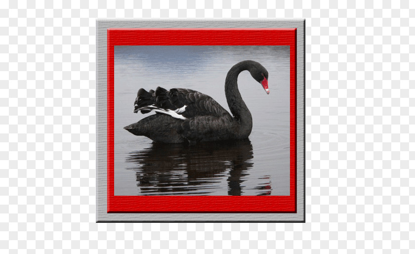Bird The Black Swan: Impact Of Highly Improbable Swan Theory Reptile PNG