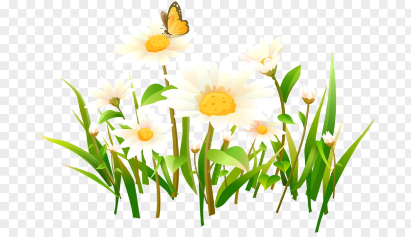 Camomile Flower Lossless Compression Download Clip Art PNG