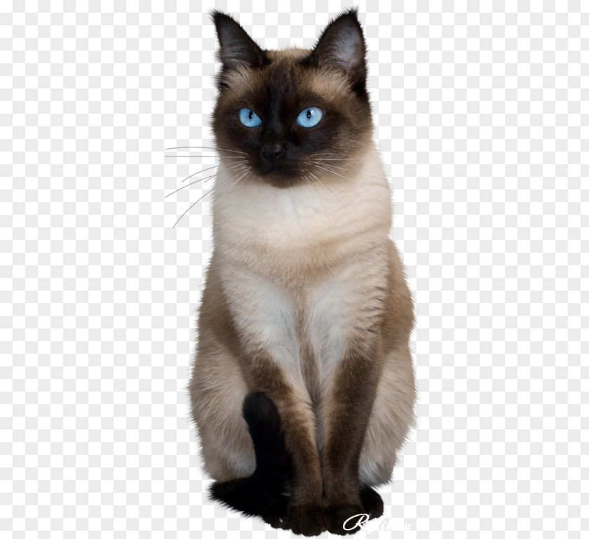 Cat Clip Art Adobe Photoshop GIF PNG
