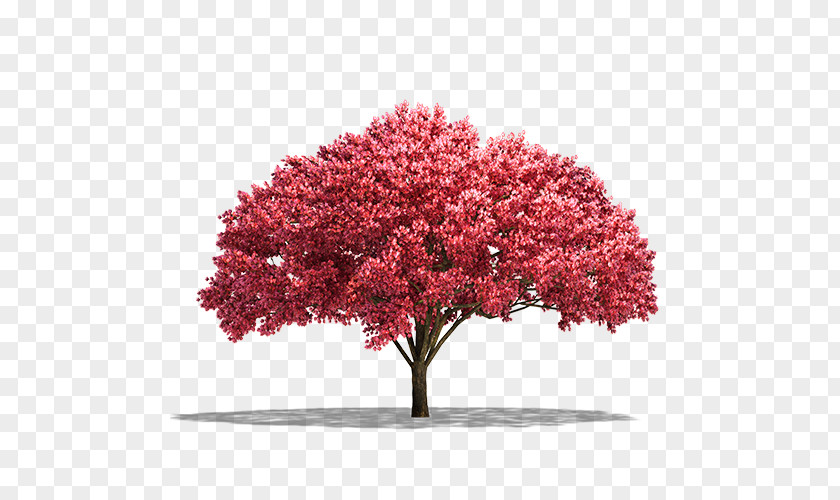 Cherry Blossom Pink M Shrub ST.AU.150 MIN.V.UNC.NR AD PNG
