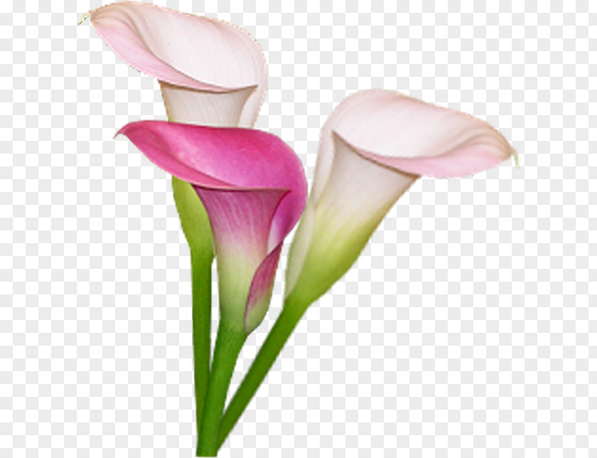 Flower Arum-lily Bog Arum Lilium Clip Art PNG