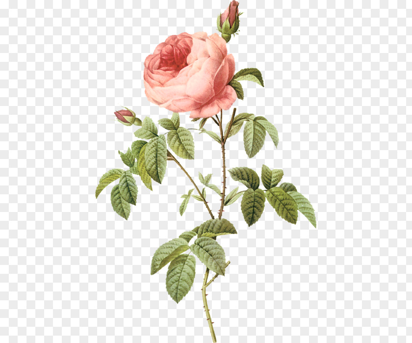 Flower Cabbage Rose Garden Roses Botany Floral Design PNG