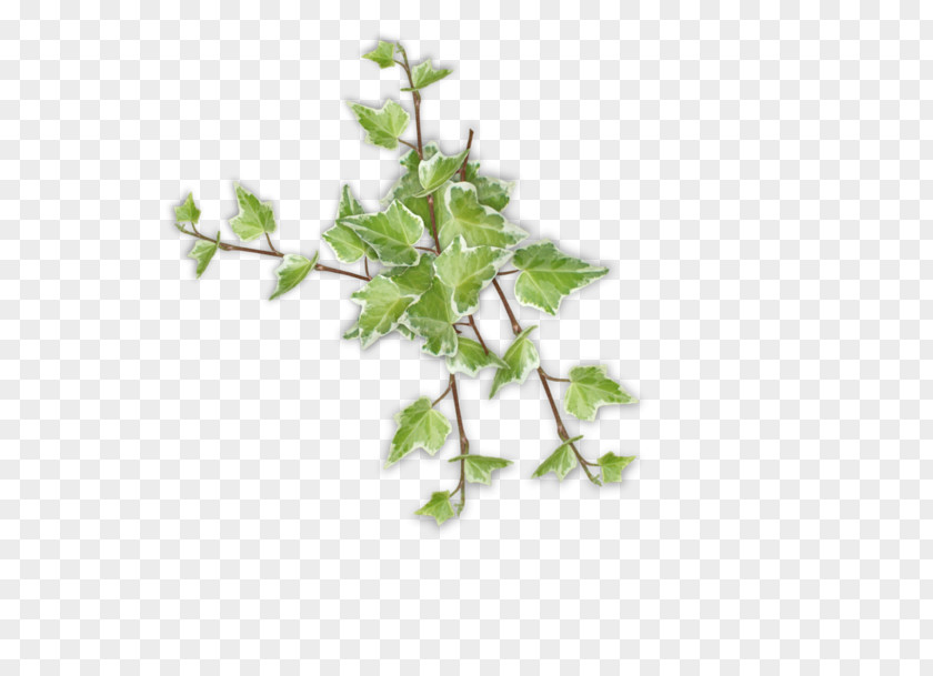 Flower Flowerpot Plant Stem Blume PNG