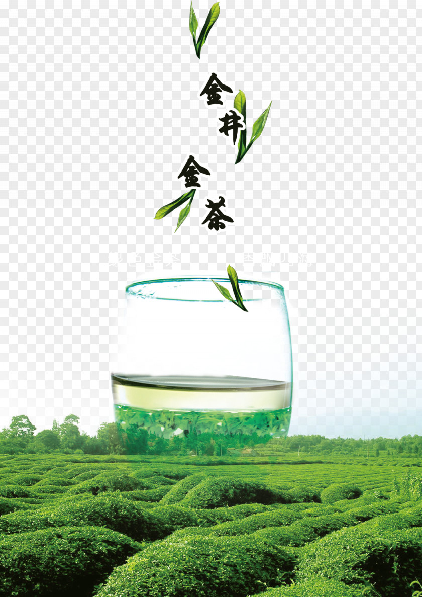 Green Tea Leaves Background Material Longjing Camellia Sinensis PNG