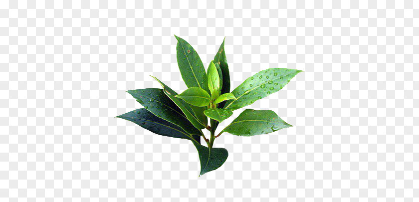 Oil Narrow-leaved Paperbark Tea Tree Cananga Odorata Essential PNG