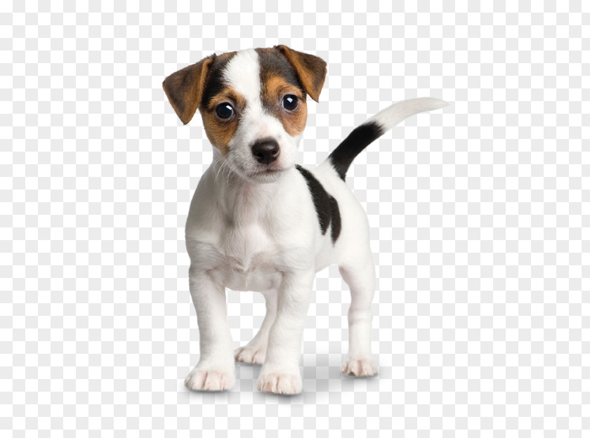 Puppy Jack Russell Terrier Parson Chihuahua PNG