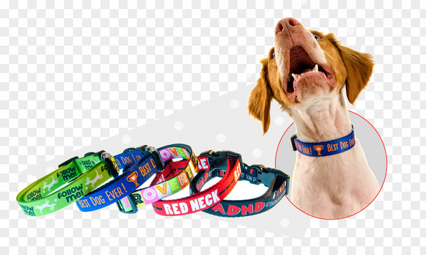 Puppy Leash Dog Collar Pet PNG