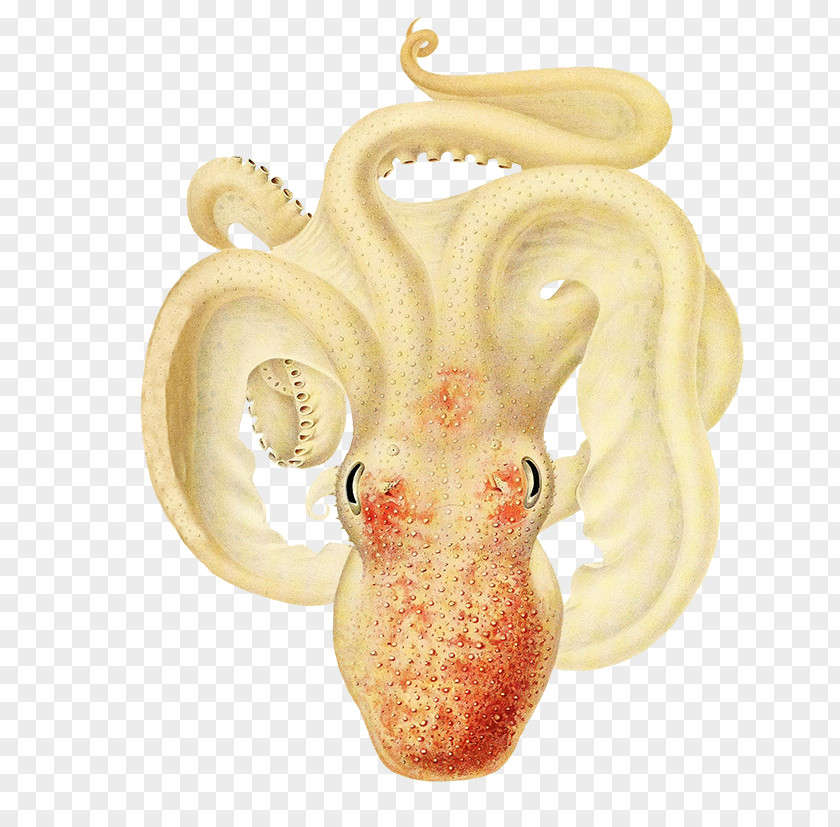 The Cephalopoda Of Hawaiian Islands Octopus Drawing PNG