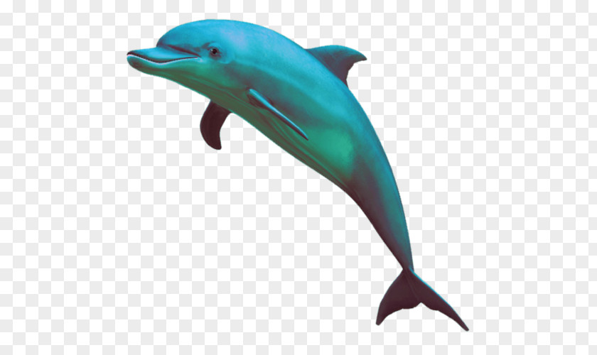 Aesthetics Dolphin Clip Art PNG