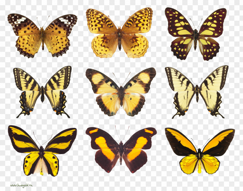 Butterfly Monarch Pieridae Moth Flight PNG